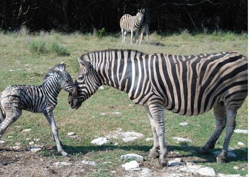 Zebras at the Natural Bridge Wildlife Ranch